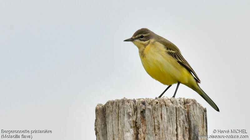 Western Yellow Wagtail female adult