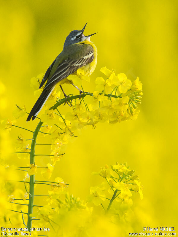 Western Yellow Wagtail male adult breeding