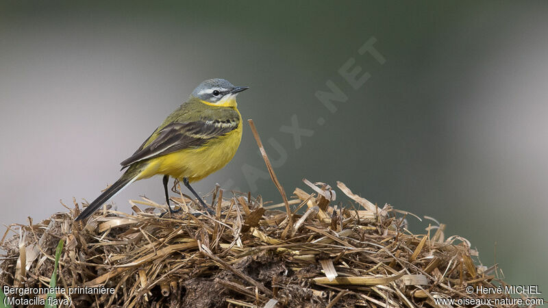 Western Yellow Wagtail male adult breeding