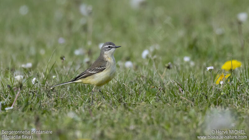 Western Yellow Wagtail female adult breeding