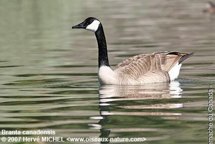 Canada Gooseadult breeding