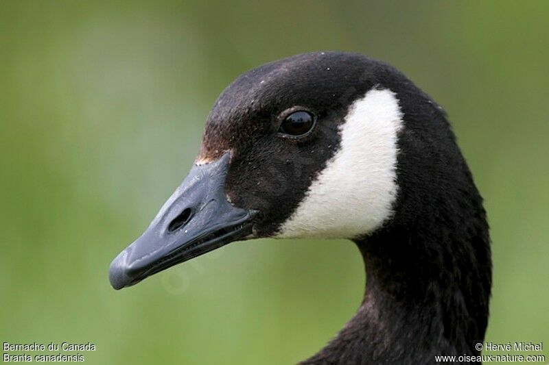 Canada Gooseadult breeding