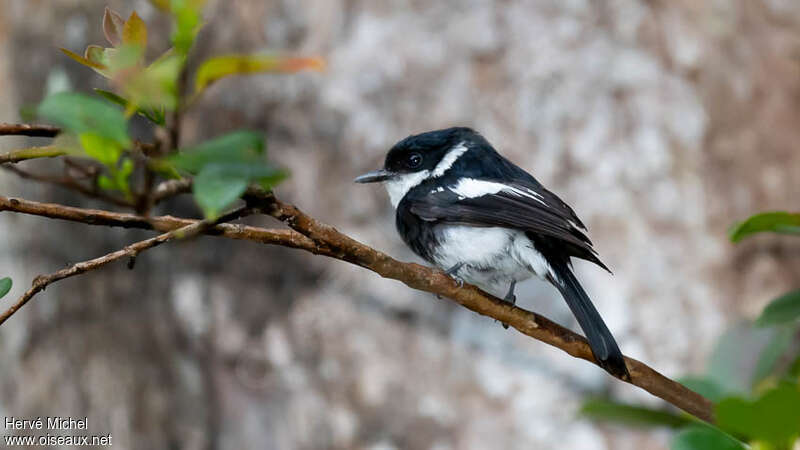 Ward's Flycatcheradult, identification