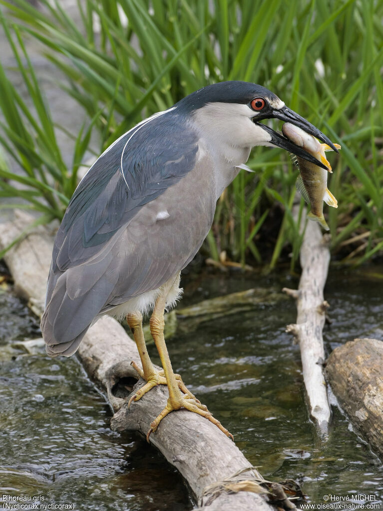 Black-crowned Night Heronadult breeding