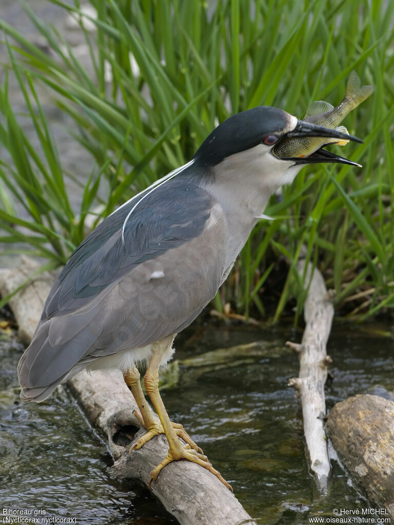 Bihoreau grisadulte nuptial