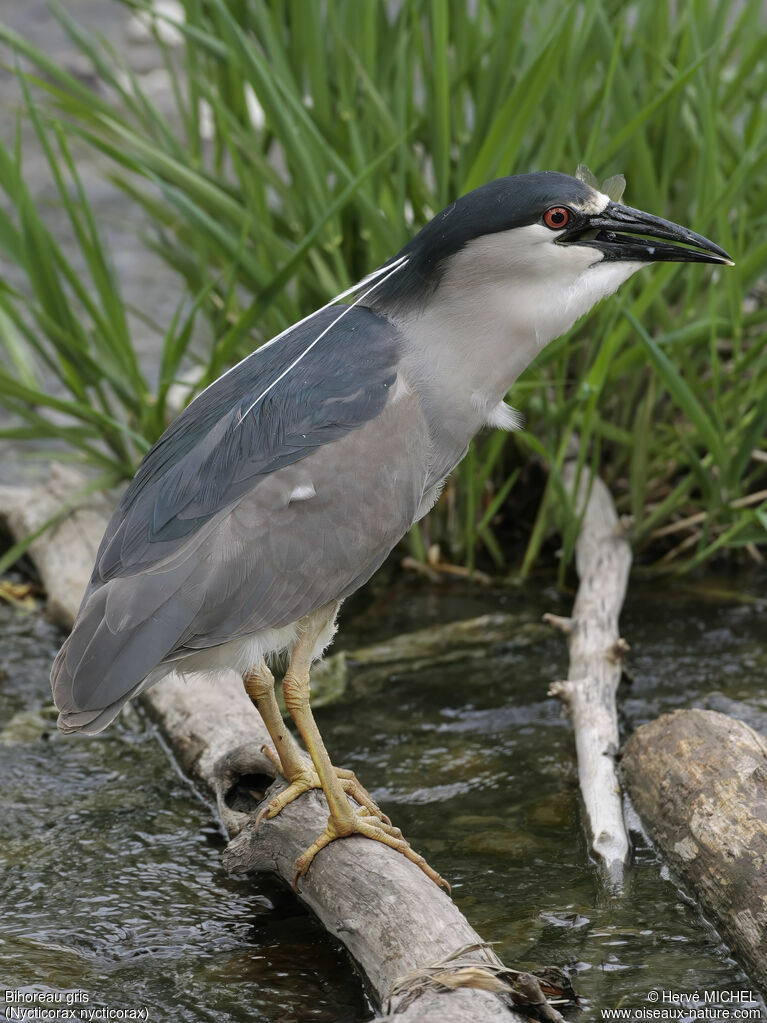 Bihoreau grisadulte nuptial