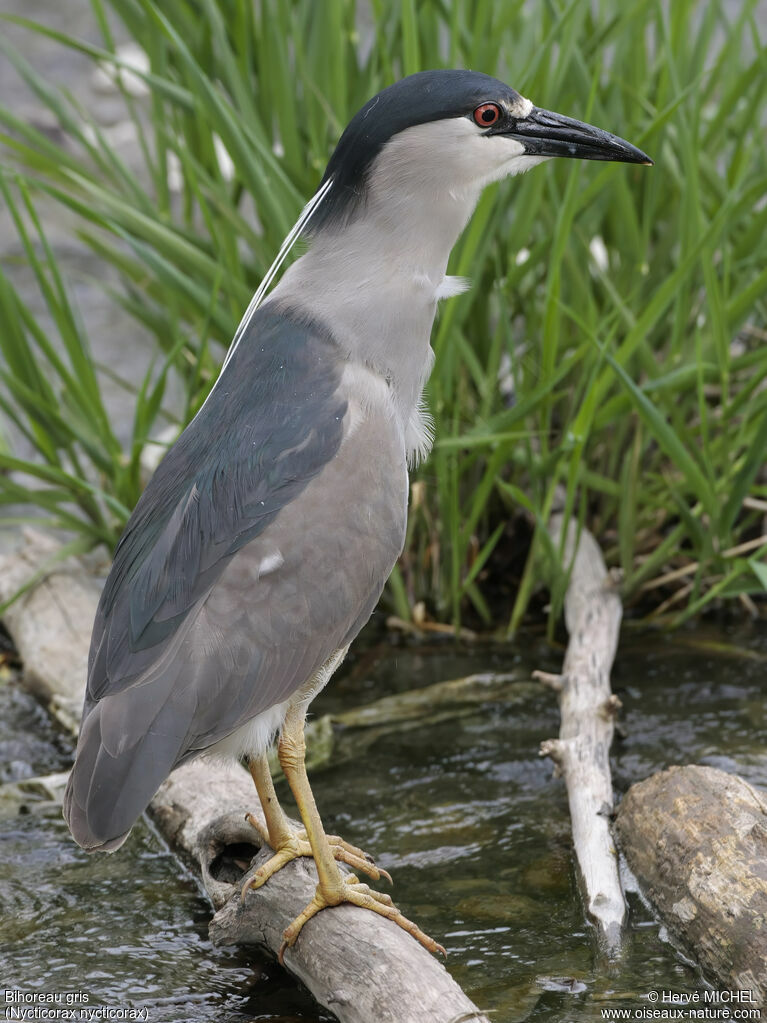 Bihoreau grisadulte nuptial