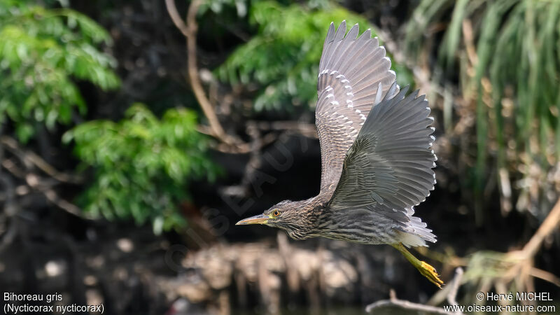 Black-crowned Night Heronimmature