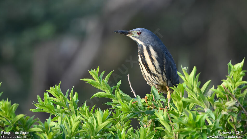 Blongios de Sturmadulte nuptial