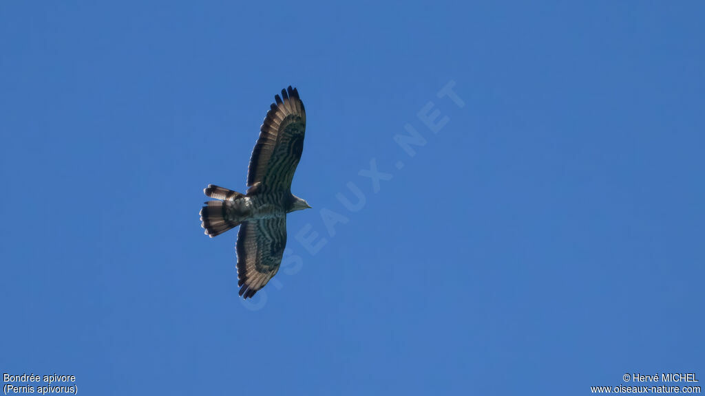 European Honey Buzzard male adult