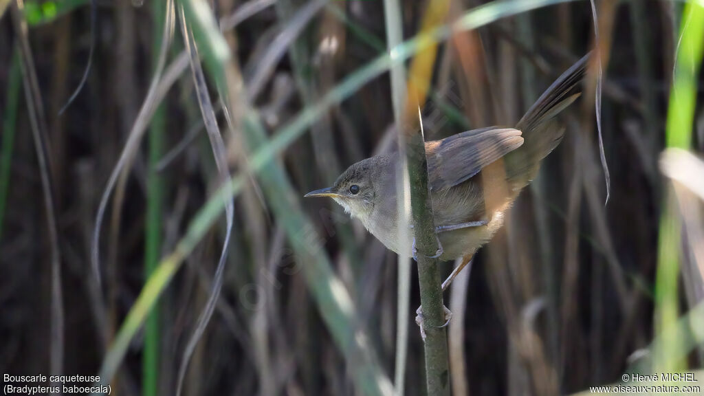 Bouscarle caqueteuse