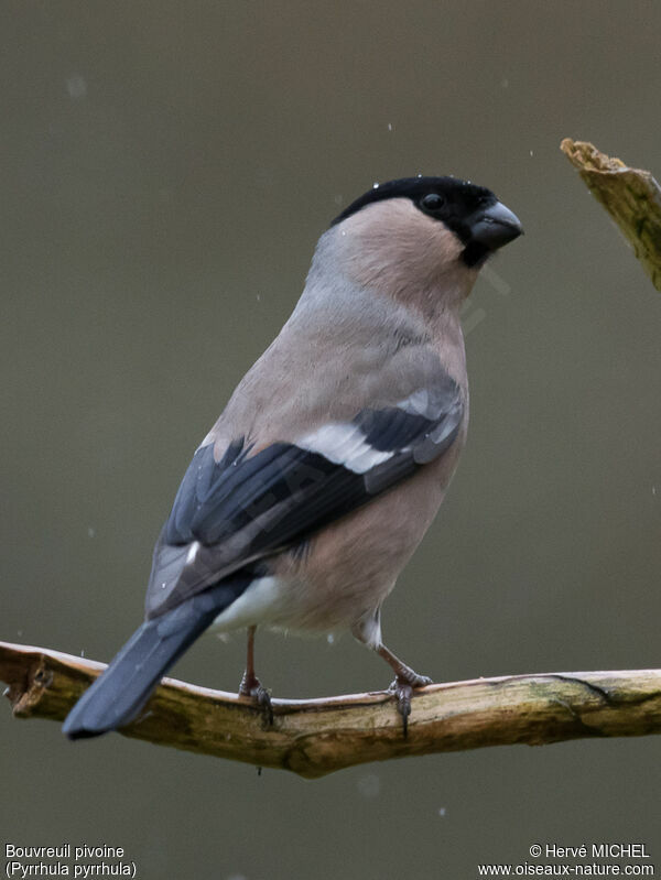 Eurasian Bullfinch