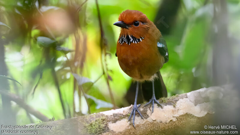 Rufous-headed Ground Roller