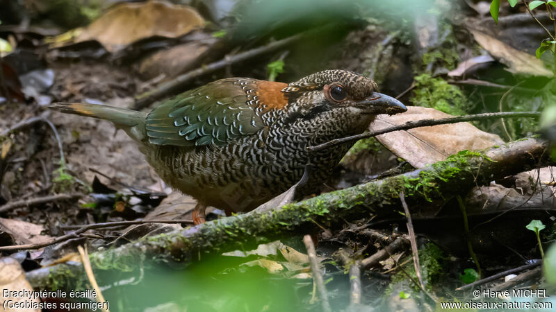 Scaly Ground Roller