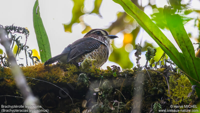 Short-legged Ground Roller