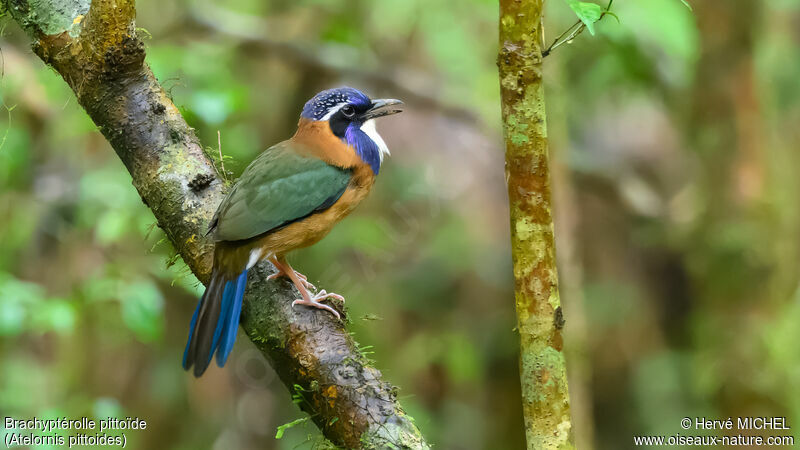 Pitta-like Ground Roller male adult breeding