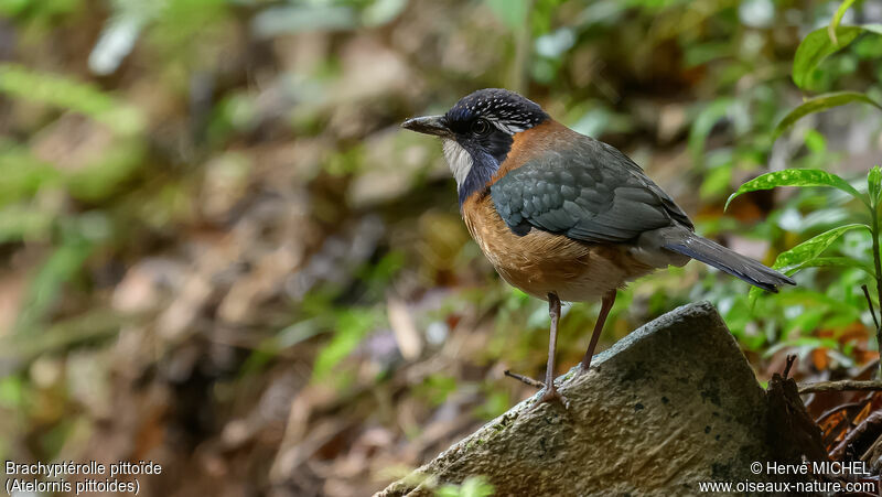 Pitta-like Ground Rolleradult