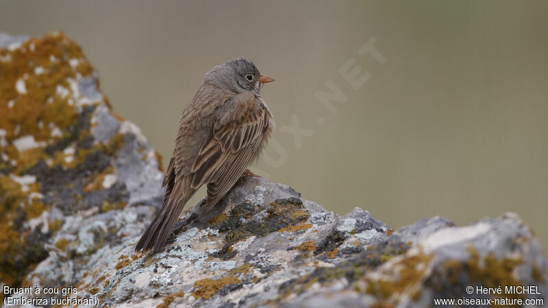 Bruant à cou gris mâle adulte nuptial