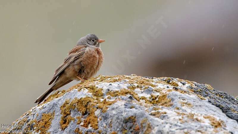 Bruant à cou gris mâle adulte nuptial, identification