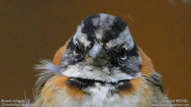 Rufous-collared Sparrow