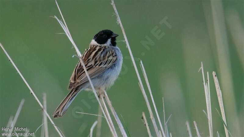 Pallas's Reed Bunting male adult breeding, identification