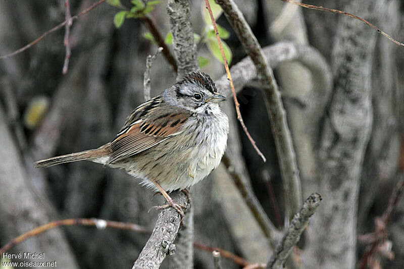 Bruant des marais mâle adulte nuptial, identification