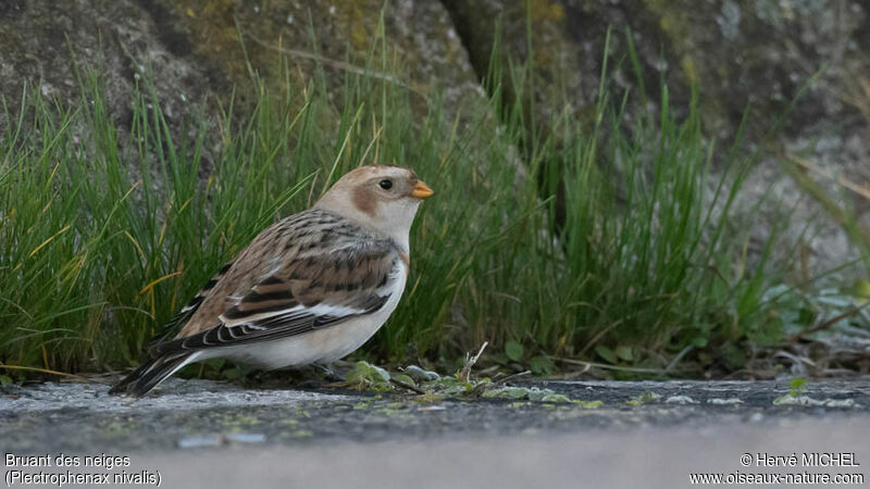 Snow Bunting female immature