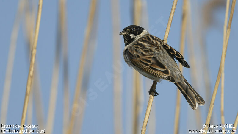 Common Reed Bunting male adult breeding