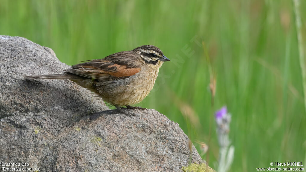 Cape Bunting
