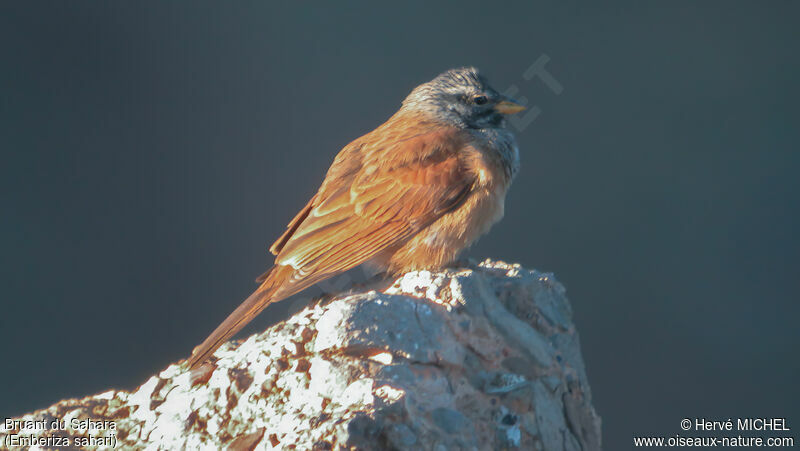 House Bunting male adult