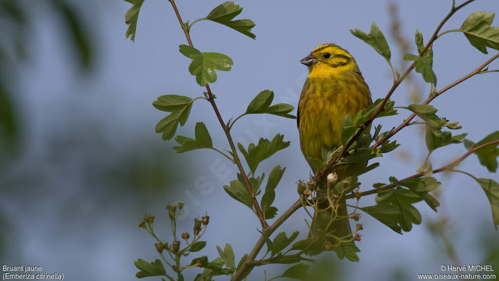 Yellowhammer