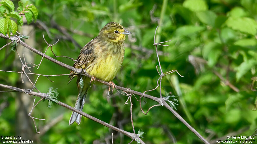Yellowhammer