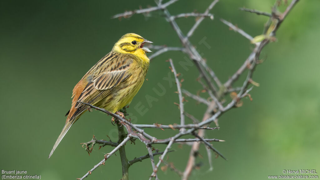Yellowhammer