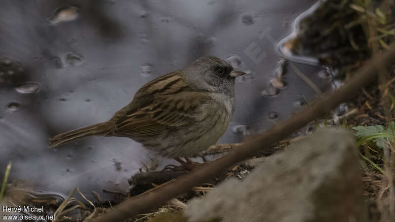 Black-faced Bunting