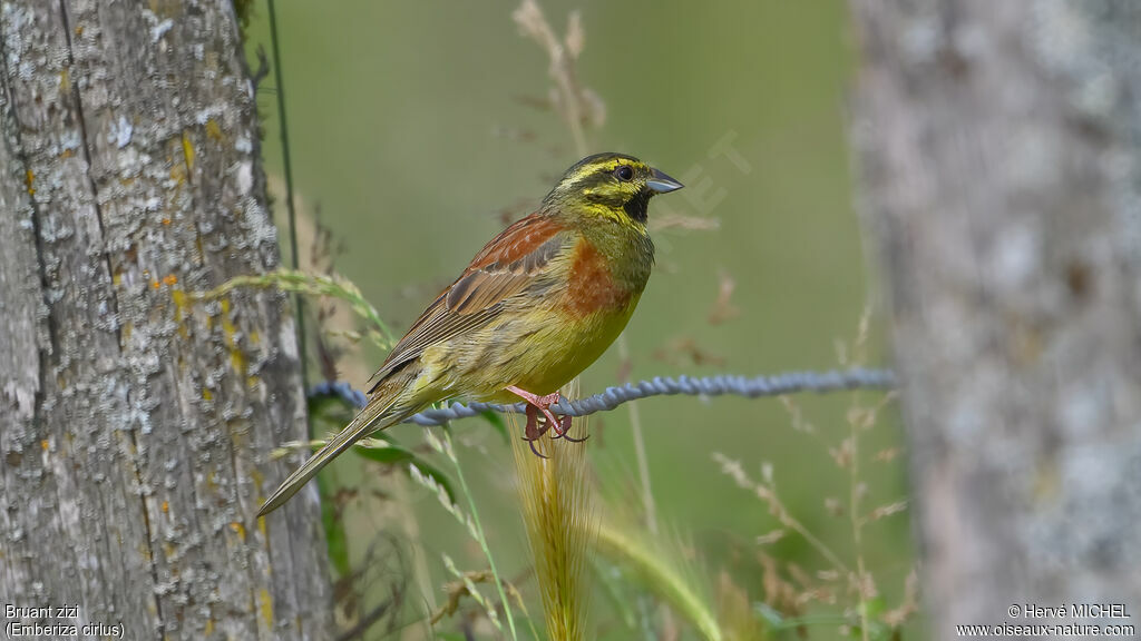 Cirl Bunting