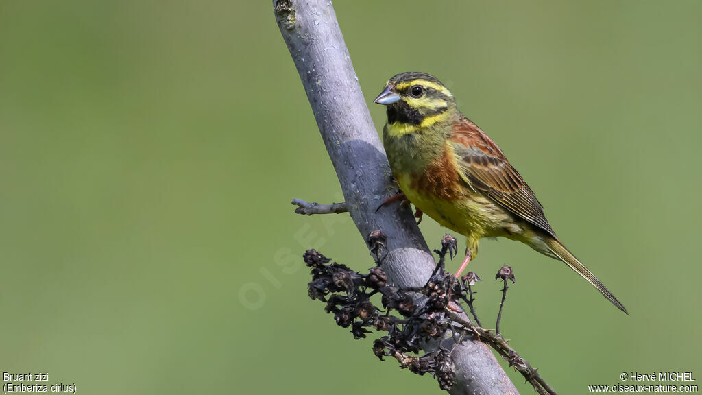 Cirl Bunting