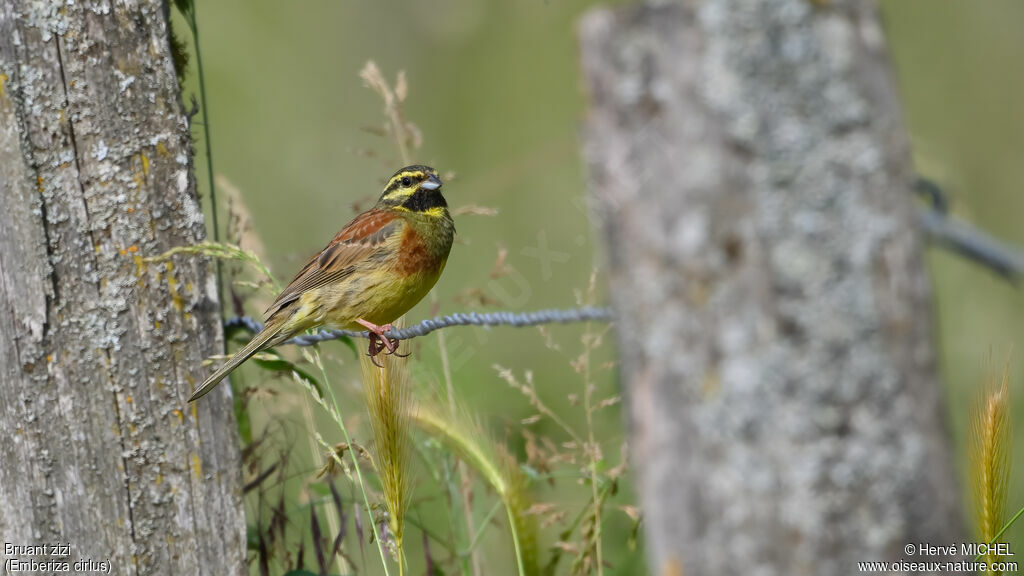 Cirl Bunting