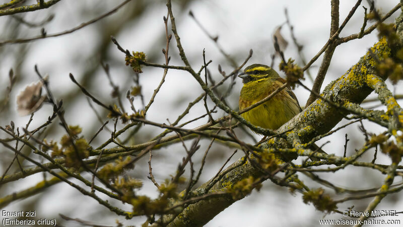 Cirl Bunting male adult breeding