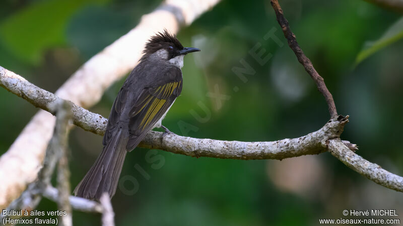 Bulbul à ailes vertes