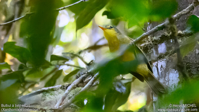 Bulbul à bec court