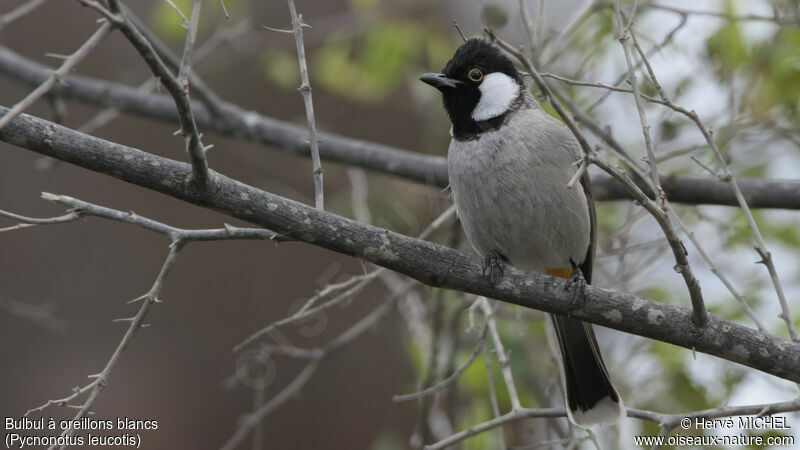 Bulbul à oreillons blancs