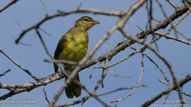 Bulbul à poitrine jaune