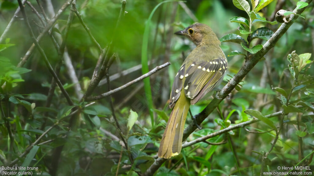 Bulbul à tête brune