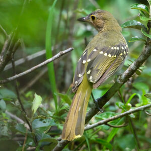 Bulbul à tête brune