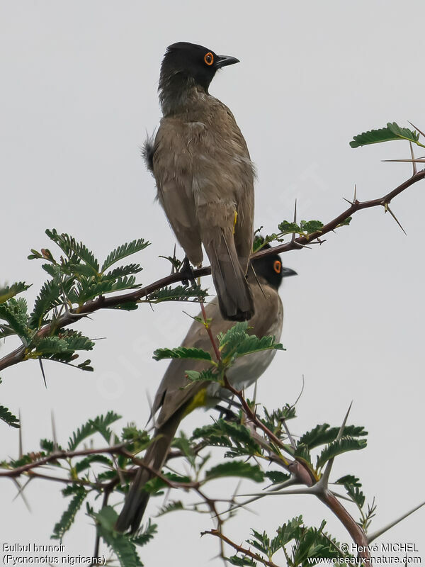 Bulbul brunoir