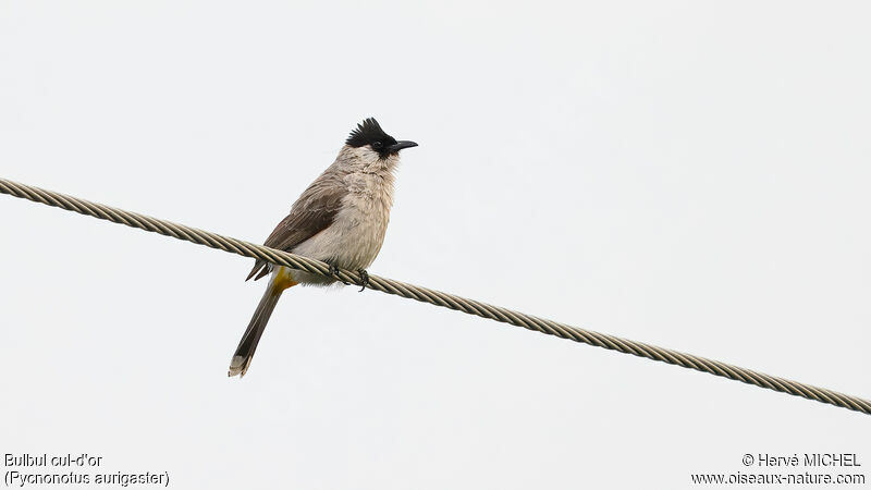 Bulbul cul-d'or