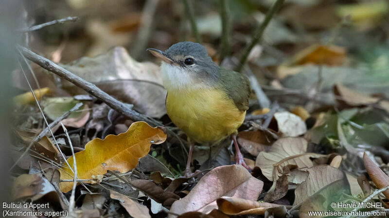 Bulbul d'Appertadulte