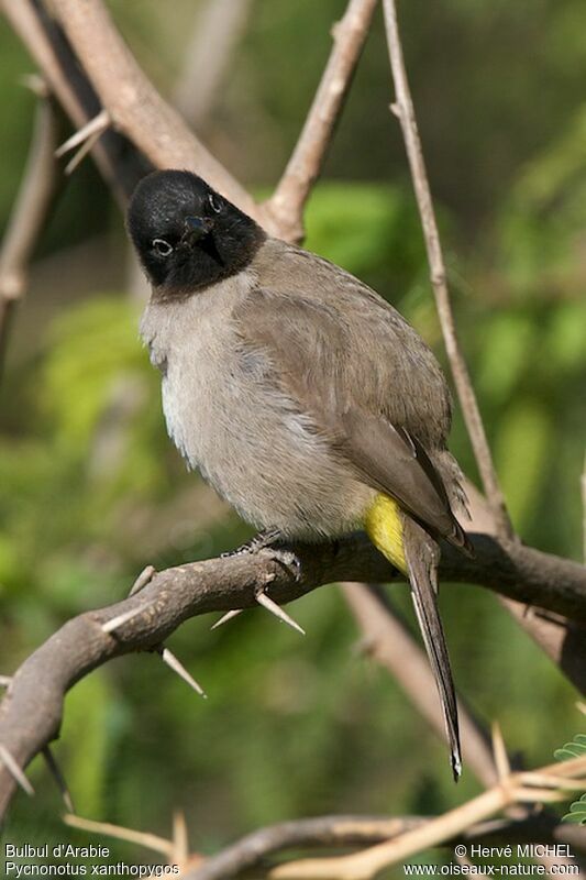 Bulbul d'Arabieadulte, identification