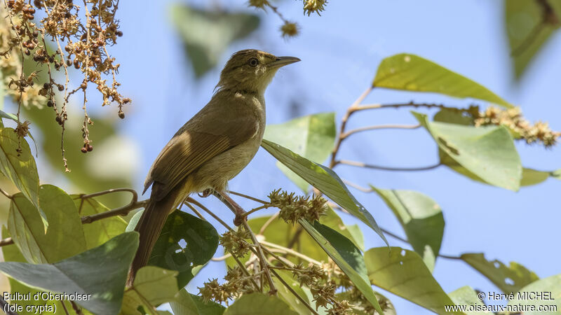 Buff-vented Bulbul