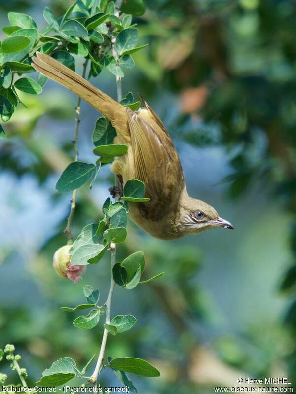 Streak-eared Bulbul